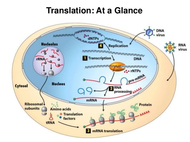 transcription and translation rh slideshare net 5 steps of translation transcription and translation examples